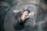 Pup patrol: saving lives at a seal sanctuary on Cornwall's coast