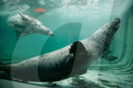 Pup patrol: saving lives at a seal sanctuary on Cornwall's coast