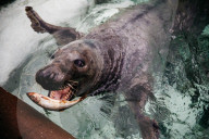 Pup patrol: saving lives at a seal sanctuary on Cornwall's coast