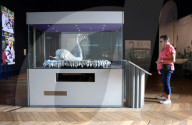 Barnard Castle toasts its famous silver swan as museum seeks money for repair