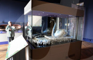 Barnard Castle toasts its famous silver swan as museum seeks money for repair