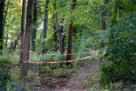 Löwin in Berlin/Brandenburg entlaufen