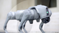 Robot dog is an acrobatic pet.                          