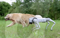 Robot dog is an acrobatic pet.                          