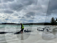 'We have never seen this': scientists baffled by behaviour of pilot whales before WA mass stranding.