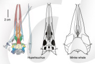 Whale like filter-feeding discovered in prehistoric marine reptile.                  