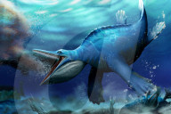 Whale like filter-feeding discovered in prehistoric marine reptile.                  