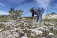‘It healed me’: the Indigenous forager reconnecting Native Americans with their roots.