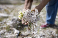 ‘It healed me’: the Indigenous forager reconnecting Native Americans with their roots.