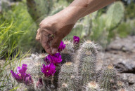 ‘It healed me’: the Indigenous forager reconnecting Native Americans with their roots.
