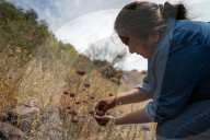 ‘It healed me’: the Indigenous forager reconnecting Native Americans with their roots.