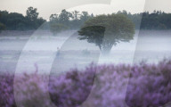 FEATURE - Die Westerheide bei Hilversum färbt sich lila