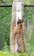 ZSL London Zoo's Annual Weigh In at London Zoo, Regent’s Park, London, UK.