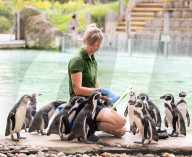 ZSL London Zoo's Annual Weigh In at London Zoo, Regent’s Park, London, UK.