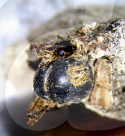 Amazing mummified bees from time of pharaohs discovered