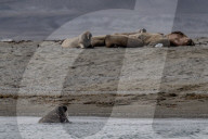 FEATURE - Arktis: Die Welt der Eisbären schmilzt