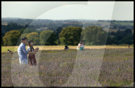 Hitchin Lavender in Hitchin, UK.