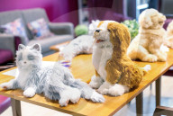 'It's almost magical': how robotic pets are helping UK care home residents