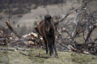 Are America's wild horses the answer to wildfires? - a photo essay