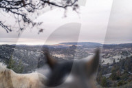 Are America's wild horses the answer to wildfires? - a photo essay