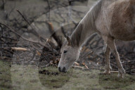 Are America's wild horses the answer to wildfires? - a photo essay