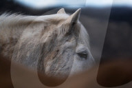 Are America's wild horses the answer to wildfires? - a photo essay