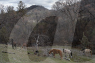 Are America's wild horses the answer to wildfires? - a photo essay