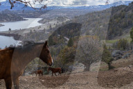 Are America's wild horses the answer to wildfires? - a photo essay