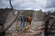 Are America's wild horses the answer to wildfires? - a photo essay