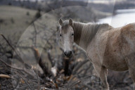 Are America's wild horses the answer to wildfires? - a photo essay