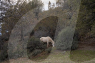 Are America's wild horses the answer to wildfires? - a photo essay