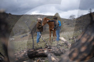 Are America's wild horses the answer to wildfires? - a photo essay