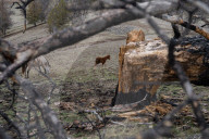 Are America's wild horses the answer to wildfires? - a photo essay