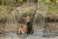 Stag enjoys a mud bath in Richmond Park, London, UK.