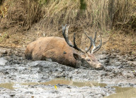 Stag enjoys a mud bath in Richmond Park, London, UK.