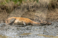 Stag enjoys a mud bath in Richmond Park, London, UK.