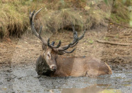 Stag enjoys a mud bath in Richmond Park, London, UK.