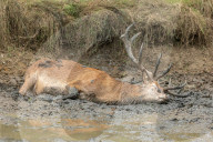 Stag enjoys a mud bath in Richmond Park, London, UK.