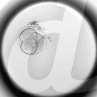 New clue to embryo IVF fialure