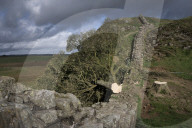 Sycamore Gap: man, 60, arrested in connection with felled tree