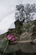 Sycamore Gap: man, 60, arrested in connection with felled tree