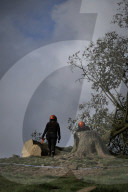 Sycamore Gap: man, 60, arrested in connection with felled tree