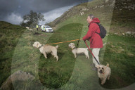 Sycamore Gap: man, 60, arrested in connection with felled tree