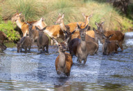 Deer cool off in Richmond Park London, UK