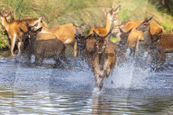 Deer cool off in Richmond Park London, UK