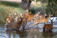 Deer cool off in Richmond Park London, UK