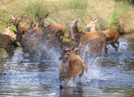 Deer cool off in Richmond Park London, UK