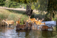 Deer cool off in Richmond Park London, UK