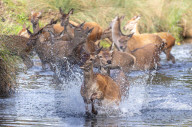 Deer cool off in Richmond Park London, UK