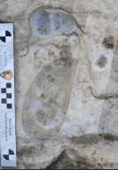 Oldest footprints ever found in North America confirmed